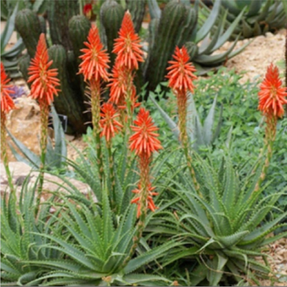Vibrant Orange Aloe Vera Plant